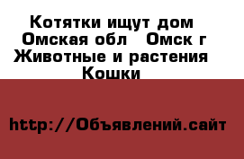 Котятки ищут дом - Омская обл., Омск г. Животные и растения » Кошки   